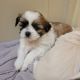 Shih Tzu Puppies for sale in White House, TN, USA. price: NA