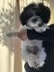 Shih Tzu Puppies for sale in Simi Valley, CA, USA. price: $700