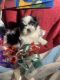 Shih Tzu Puppies for sale in Fayetteville, NC, USA. price: NA