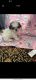 Shih Tzu Puppies for sale in Bowling Green, KY, USA. price: NA