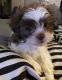 Shih Tzu Puppies for sale in Waterbury, CT, USA. price: $900