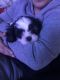 Shih Tzu Puppies for sale in Waterbury, CT, USA. price: NA