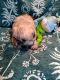 Shih Tzu Puppies for sale in Jacksonville, GA 31544, USA. price: NA