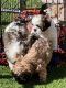 Shih Tzu Puppies for sale in North Las Vegas, NV 89032, USA. price: NA