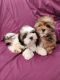 Shih Tzu Puppies for sale in Myton, UT 84052, USA. price: NA