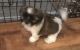 Shih Tzu Puppies for sale in Monroe, MI, USA. price: $1,750