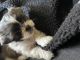 Shih Tzu Puppies for sale in Los Angeles, CA 90006, USA. price: NA
