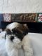 Shih Tzu Puppies for sale in 128 Pine St, Salinas, CA 93901, USA. price: NA