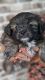 Shih Tzu Puppies for sale in Pocharam, Secunderabad, Telangana, India. price: 12000 INR