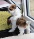 Shih Tzu Puppies for sale in Orlando, FL, USA. price: $700