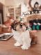 Shih Tzu Puppies for sale in 2001 Inwood Rd, Dallas, TX 75235, USA. price: NA