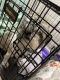 Shih Tzu Puppies for sale in Atlanta, GA, USA. price: $800