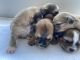 Shih Tzu Puppies for sale in Las Vegas, NV, USA. price: $700