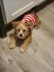 Shih Tzu Puppies for sale in Milwaukee, WI 53219, USA. price: $400