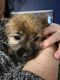 Shih Tzu Puppies for sale in Meriden, CT, USA. price: $500