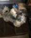 Shih Tzu Puppies for sale in 1810 S Dairy Ashford Rd, Houston, TX 77077, USA. price: $2,100