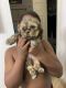 Shih Tzu Puppies for sale in Deerfield Beach, FL, USA. price: NA