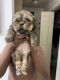 Shih Tzu Puppies for sale in Deerfield Beach, FL, USA. price: $650