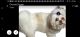 Shih Tzu Puppies for sale in Polaris, Columbus, OH, USA. price: $450