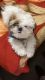 Shih Tzu Puppies for sale in Sector 19C, Sector 19, Chandigarh, India. price: NA