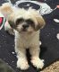 Shih Tzu Puppies for sale in Raleigh, NC, USA. price: $800