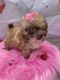 Shih Tzu Puppies for sale in 4511 N Hiawassee Rd, Orlando, FL 32818, USA. price: $3,000