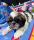Shih Tzu Puppies for sale in Wilkesboro, NC, USA. price: $400