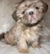Shih Tzu Puppies for sale in Rochester, NY 14611, USA. price: $1,500