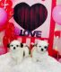 Shih Tzu Puppies for sale in Rio Grande City, TX 78582, USA. price: $550