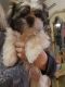 Shih Tzu Puppies for sale in Littlestown, PA 17340, USA. price: NA