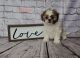 Shih Tzu Puppies for sale in Littlestown, PA 17340, USA. price: $600