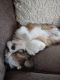 Shih Tzu Puppies for sale in Duluth, MN, USA. price: $1,000