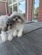 Shih Tzu Puppies for sale in Pearland, TX 77584, USA. price: NA