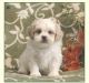 Shih Tzu Puppies for sale in Chesterfield Township, NJ, USA. price: NA