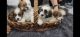 Shih Tzu Puppies for sale in Phoenix, AZ, USA. price: $1,000