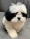 Shih Tzu Puppies for sale in Summerfield, FL 34491, USA. price: $600