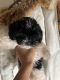 Shih Tzu Puppies for sale in Lansing, IL, USA. price: $1,200