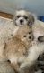 Shih Tzu Puppies for sale in Bayonne, NJ, USA. price: $1,200