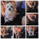 Shih Tzu Puppies for sale in Selma, CA 93662, USA. price: NA