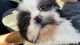 Shih Tzu Puppies for sale in Warrensburg, MO 64093, USA. price: NA