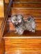 Shih Tzu Puppies for sale in Kent, OH, USA. price: $750