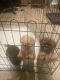 Shih Tzu Puppies for sale in Humble, TX, USA. price: $400