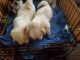Shih Tzu Puppies for sale in Arley, AL 35541, USA. price: NA
