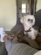 Shih Tzu Puppies for sale in Maple Heights, OH, USA. price: $500