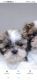 Shih Tzu Puppies for sale in Laurel, IN, USA. price: $800
