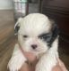 Shih Tzu Puppies for sale in Kailua, HI, USA. price: NA