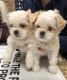 Shih Tzu Puppies for sale in Mesa, AZ, USA. price: NA