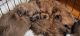 Shih Tzu Puppies for sale in 46 Gramatan Ave, Mt Vernon, NY 10550, USA. price: NA