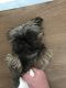Shih Tzu Puppies for sale in Fort Drum, NY, USA. price: $600