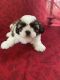 Shih Tzu Puppies for sale in Burlington, NC 27216, USA. price: NA